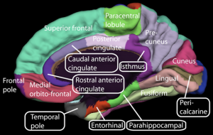 Medial_surface_of_cerebral_cortex_-_gyri